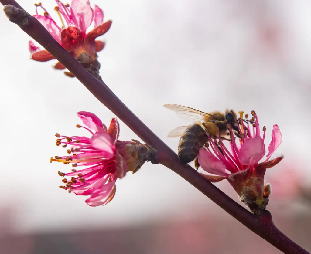 De beste start van het seizoen met vroege bloemen voor een levende, bijvriendelijke tuin.