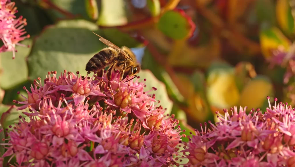 Een honingbij verzamelt nectar op kleine roze bloemen in warm avondlicht.