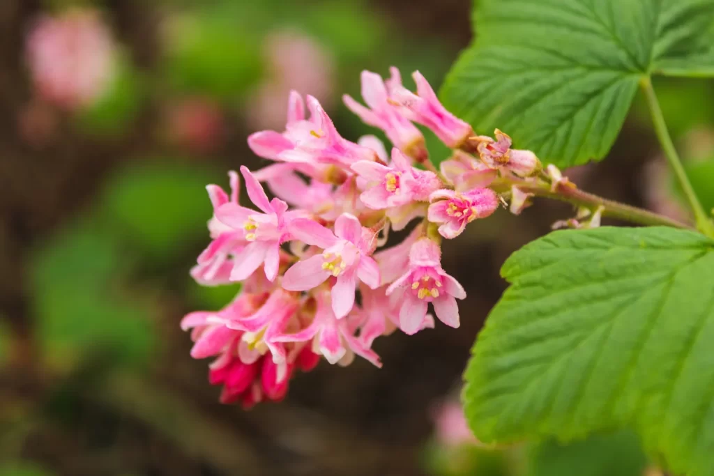 Ontdek welke bloemen in elk seizoen bloeien en help bijen met een kleurrijke, natuurlijke tuin.