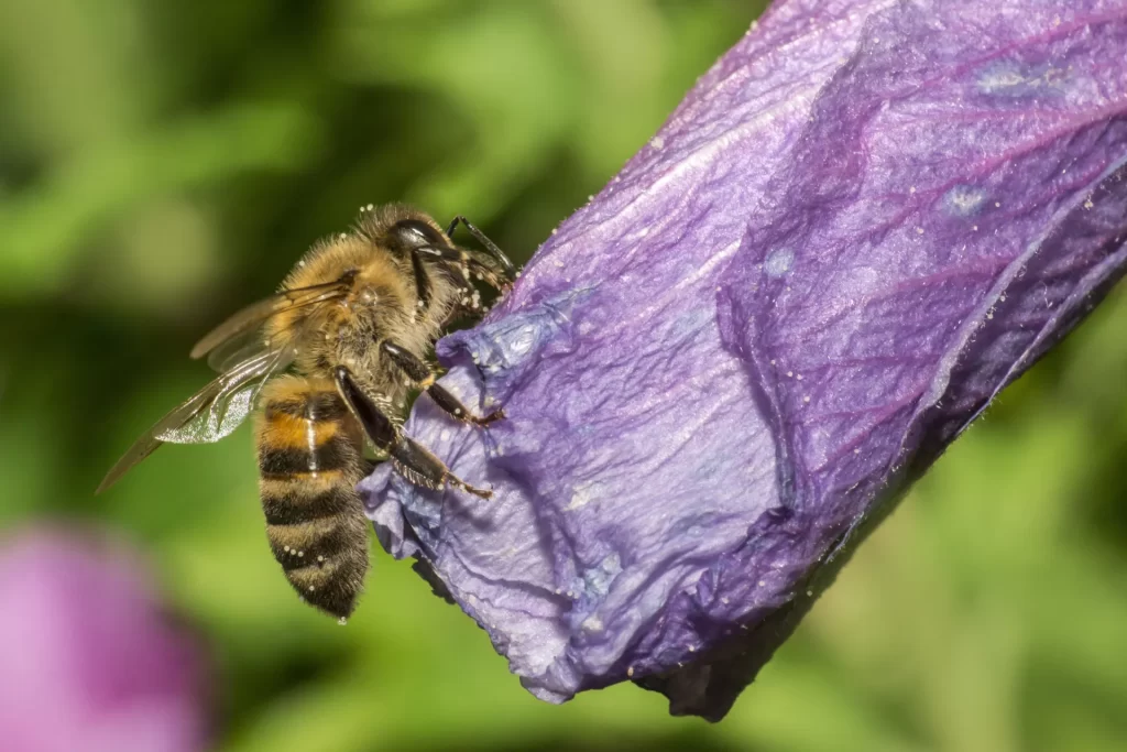 Een bij verzamelt nectar op een paarse bloem tegen een zachte, groene achtergrond.