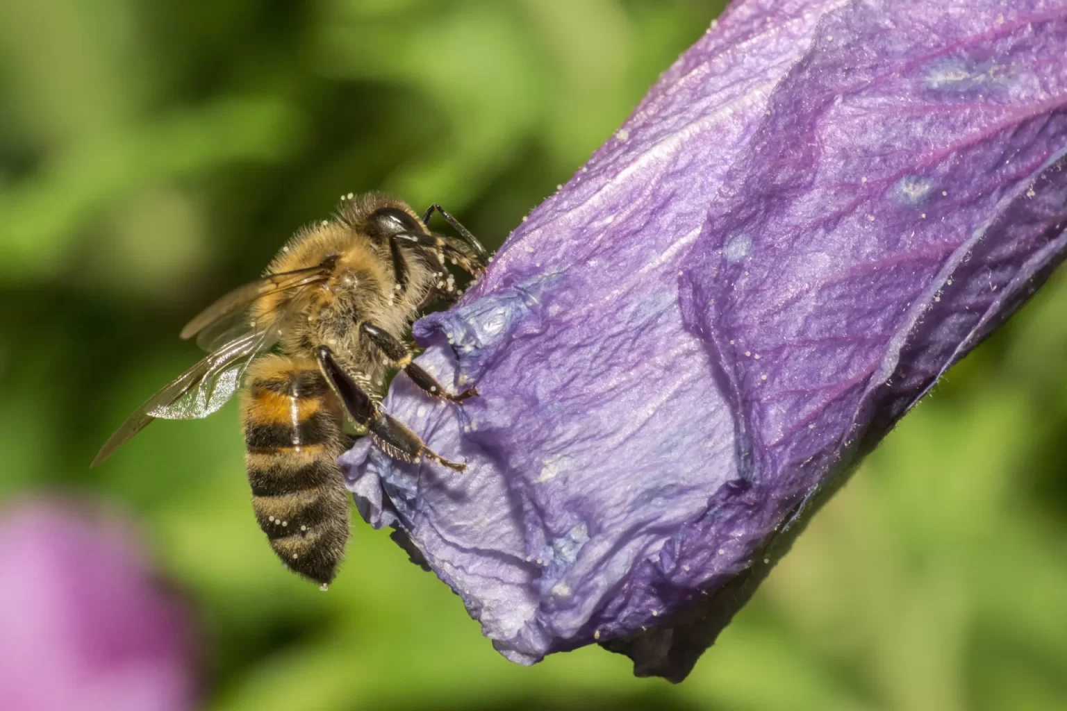 Een bij verzamelt nectar op een paarse bloem tegen een zachte, groene achtergrond.
