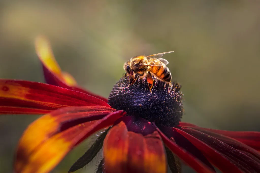 Een honingbij rust op het hart van een rood-oranje bloem in warm ochtendlicht.
