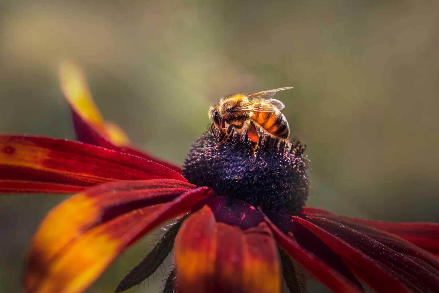 Een honingbij rust op het hart van een rood-oranje bloem in warm ochtendlicht.