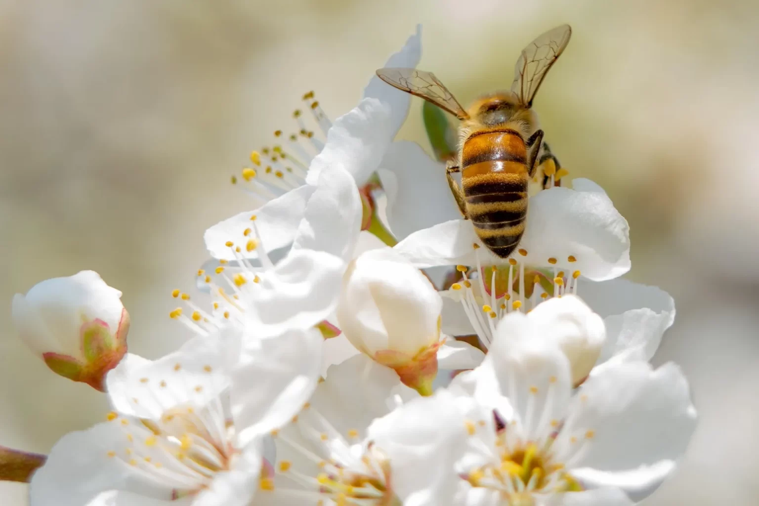 Een honingbij zoekt nectar tussen frisse witte bloesems in helder voorjaarslicht.