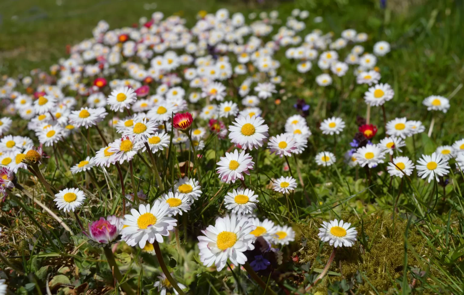 Een vrolijke bloemenweide met madeliefjes brengt kleur en biodiversiteit in een kleine tuin.