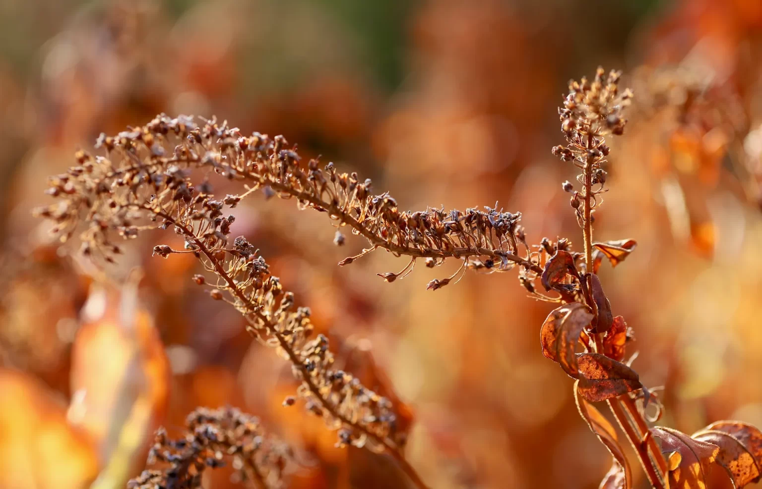 Herfstbloeiers geven bijen nog laat in het seizoen voedsel en kleur aan de tuin.