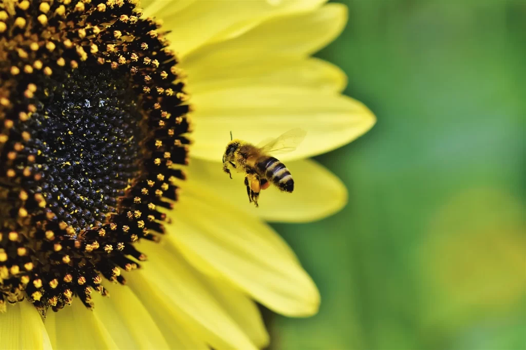 Close-up van een bij die langs een gele zonnebloem vliegt in natuurlijk licht.