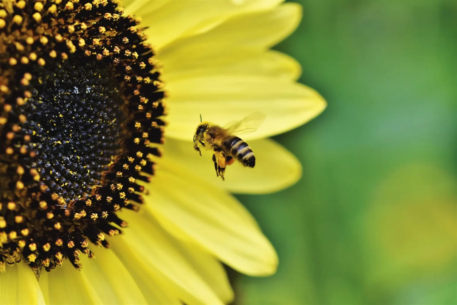 Close-up van een bij die langs een gele zonnebloem vliegt in natuurlijk licht.
