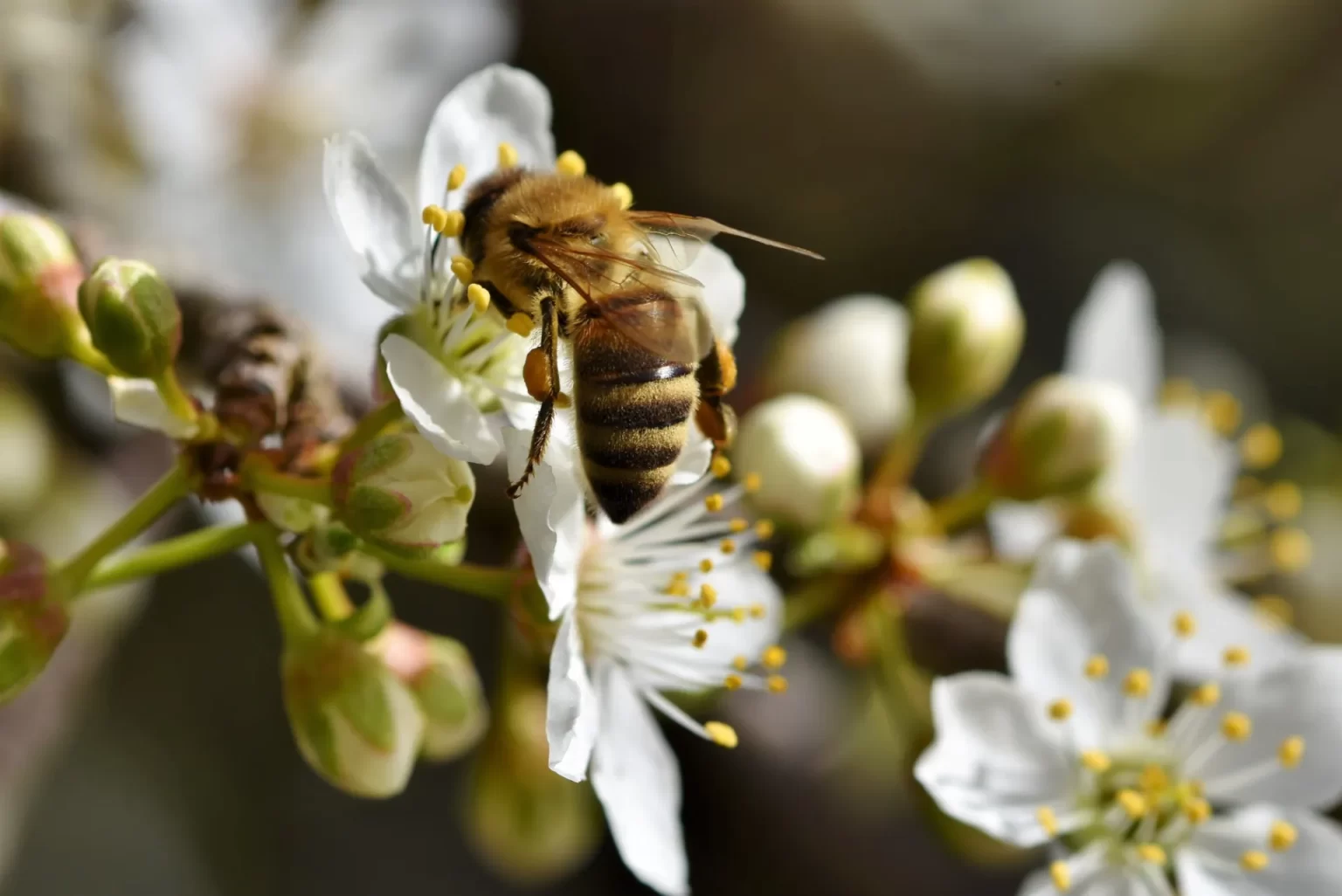 Een honingbij zit op een witte bloesem en verzamelt nectar in het warme zonlicht.