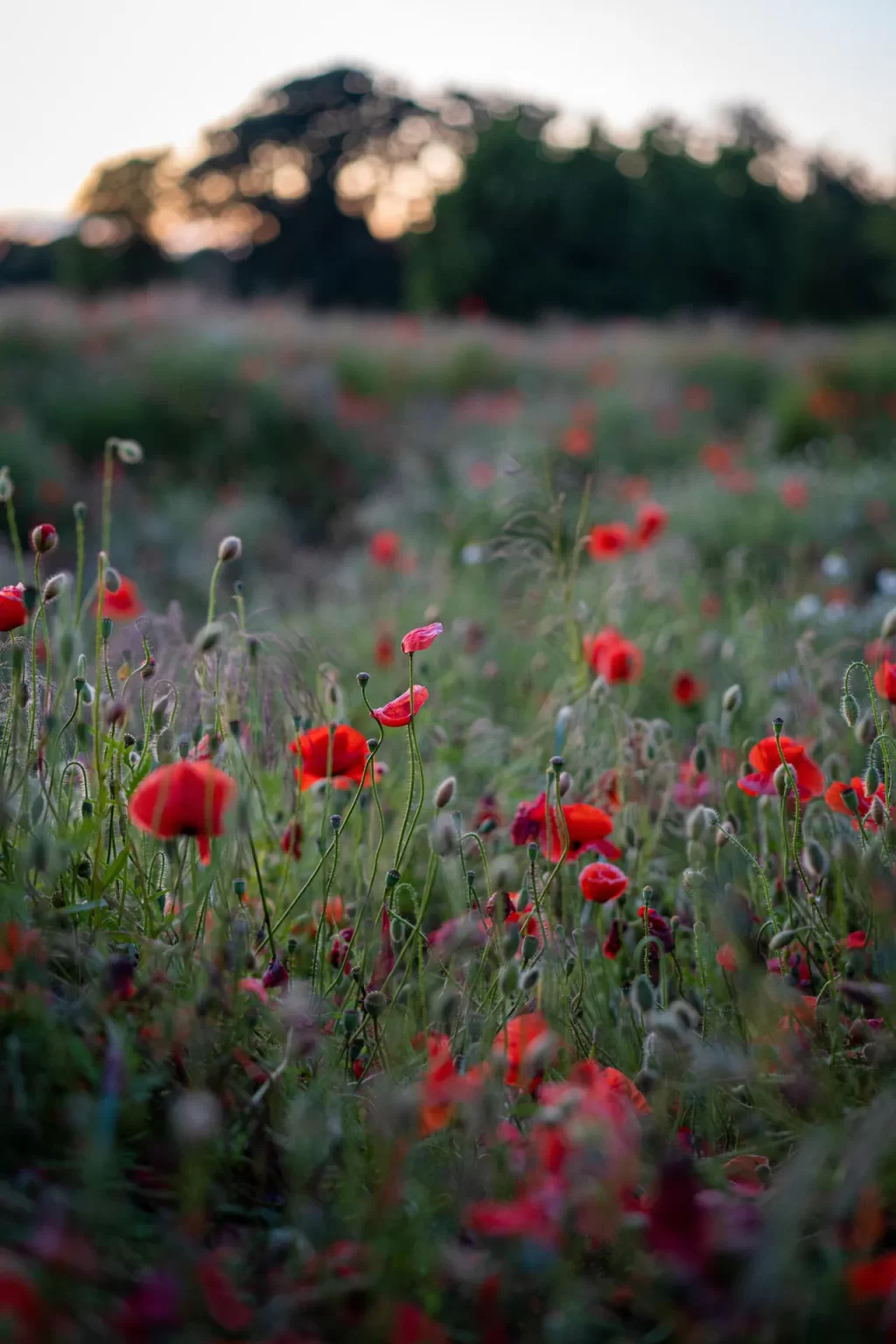 Maak van een saaie grasmat een levendige, kleurrijke en bijvriendelijke tuin.